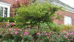 tree and shrub pruning trimming