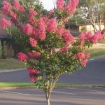 Crape Myrtle tree