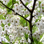 Japanese Snowbell