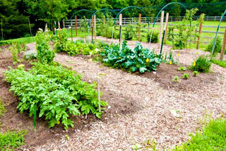 Vegetable Garden Install, Vegetable Garden Design, Service, Company