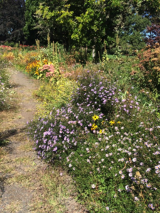 Yard with Flowers