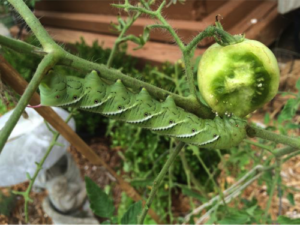 Caterpillar eating a Tomato Pic