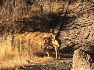 Deer on a Walk Picture