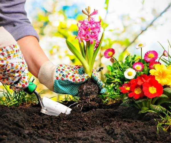 planting plants in wet soil