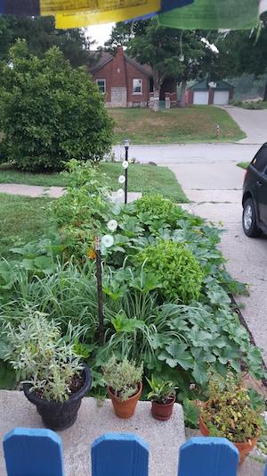 full garden in August