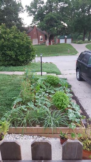 full grown garden in July