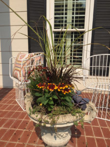 Fountain Grass in Autumn