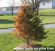 Winter Burn on Tree