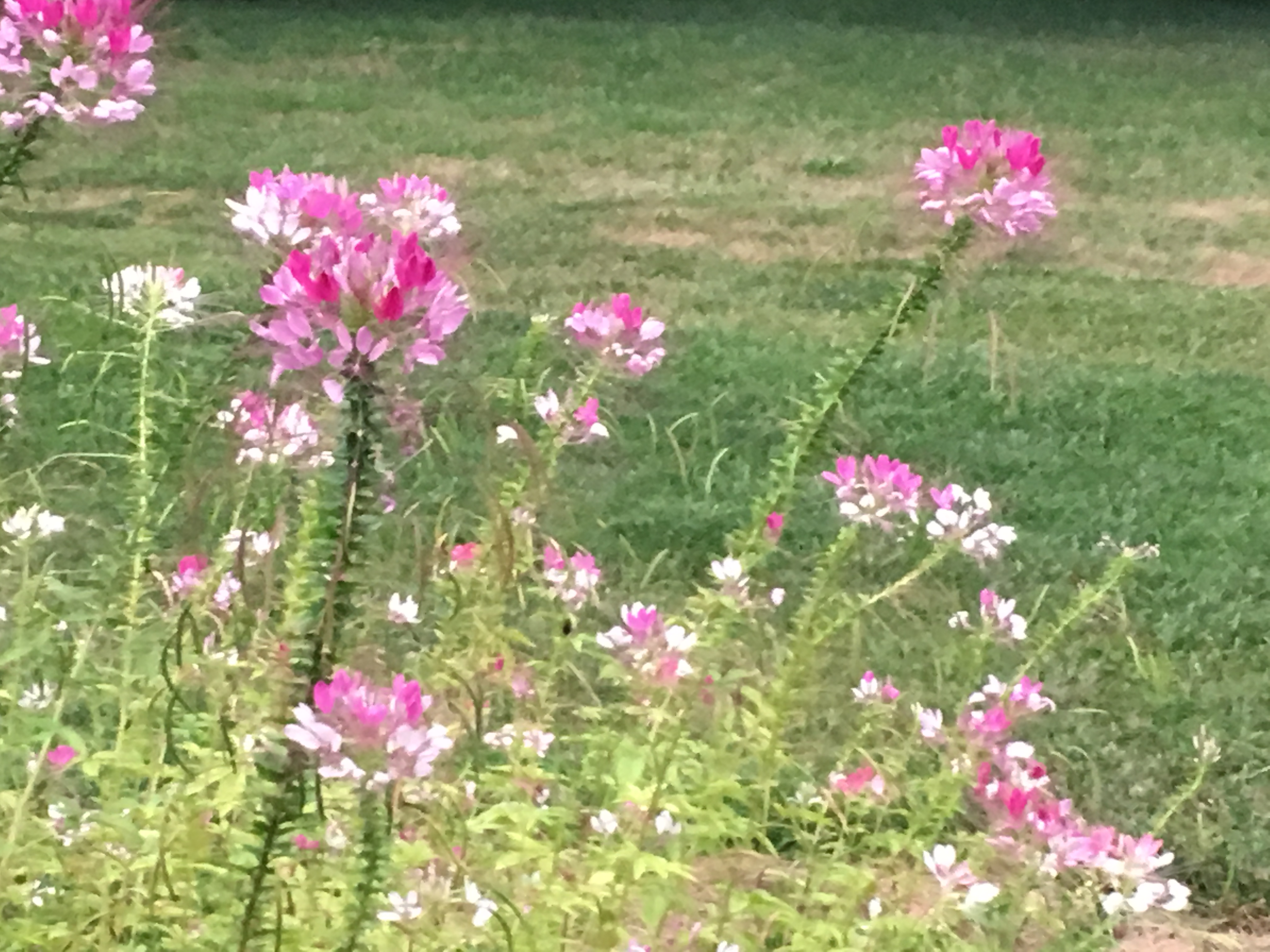 beautiful cleome flowers in Kansas City garden
